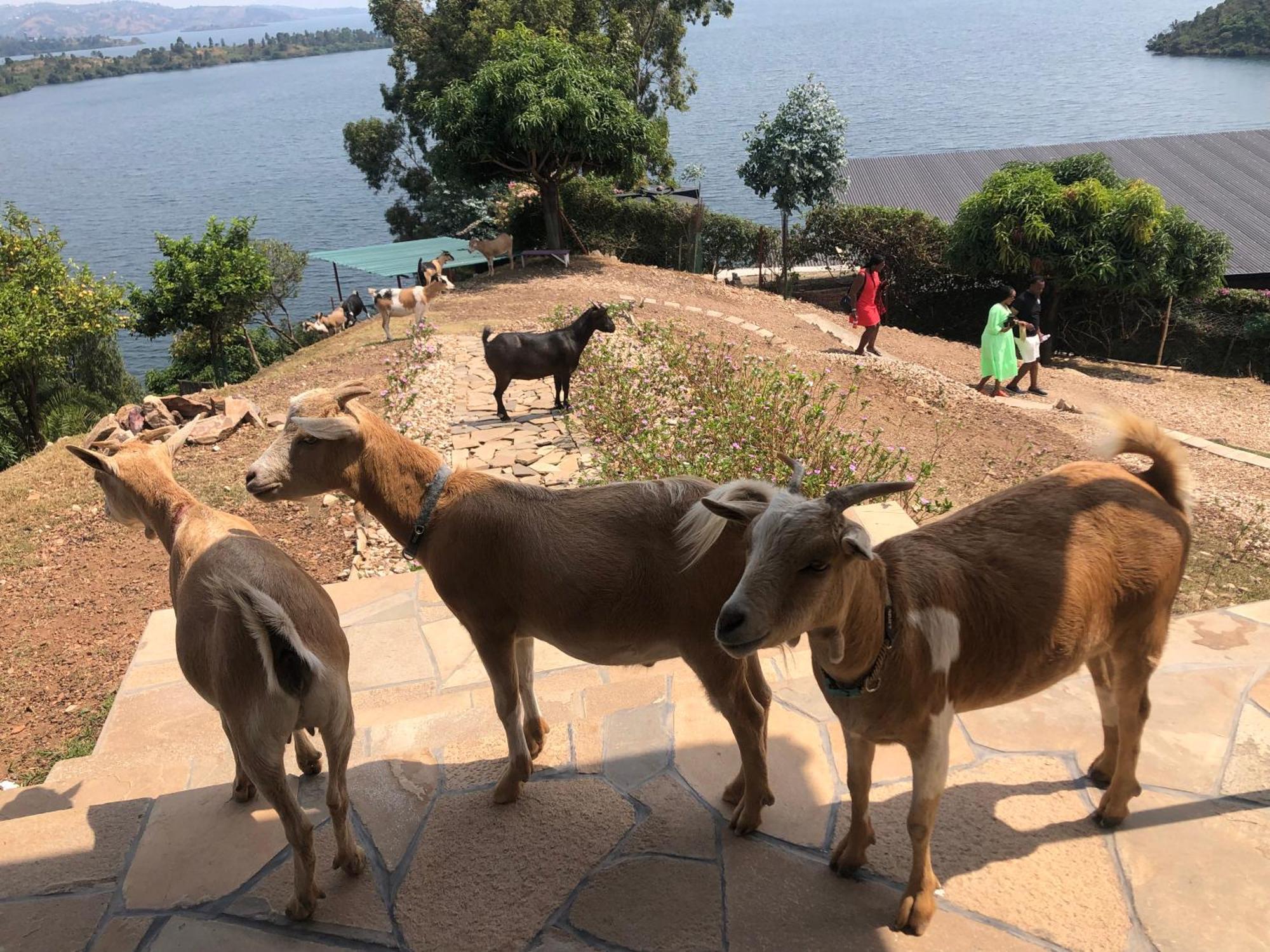 Amazi Land Home And Farm Stay Kibuye Экстерьер фото
